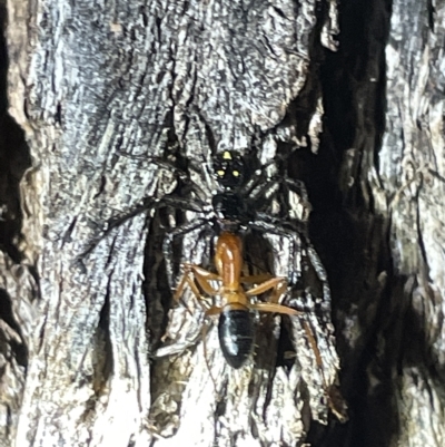 Tharpyna campestrata (Country Crab Spider) at Mount Ainslie - 2 Mar 2023 by Hejor1