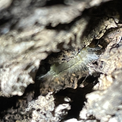 Lepidoptera unclassified IMMATURE moth at Mount Ainslie - 2 Mar 2023 by Hejor1