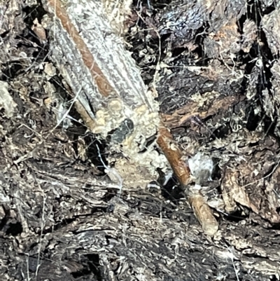 Clania ignobilis (Faggot Case Moth) at Mount Ainslie - 2 Mar 2023 by Hejor1