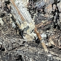 Clania ignobilis (Faggot Case Moth) at Campbell, ACT - 2 Mar 2023 by Hejor1