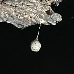 Philoponella congregabilis at Campbell, ACT - 2 Mar 2023