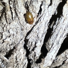 Melolonthinae sp. (subfamily) (Cockchafer) at Campbell, ACT - 2 Mar 2023 by Hejor1