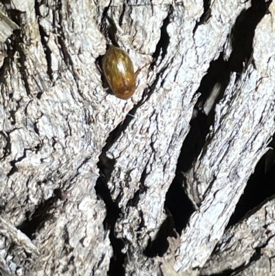 Melolonthinae sp. (subfamily) (Cockchafer) at Mount Ainslie - 2 Mar 2023 by Hejor1