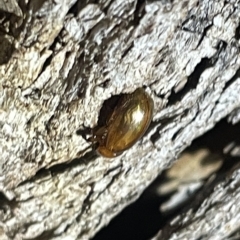 Melolonthinae sp. (subfamily) at Campbell, ACT - 2 Mar 2023