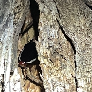 Drymaplaneta sp. (genus) at Campbell, ACT - 2 Mar 2023