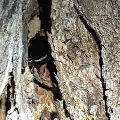 Drymaplaneta sp. (genus) at Campbell, ACT - 2 Mar 2023