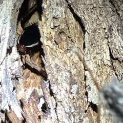 Drymaplaneta sp. (genus) at Campbell, ACT - 2 Mar 2023 08:49 PM