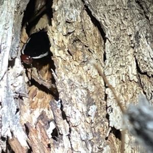 Drymaplaneta sp. (genus) at Campbell, ACT - 2 Mar 2023 08:49 PM