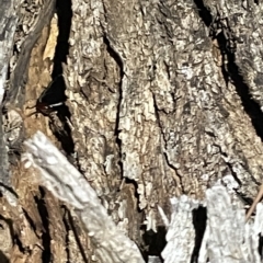 Drymaplaneta sp. (genus) at Campbell, ACT - 2 Mar 2023