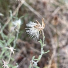 Vittadinia gracilis (New Holland Daisy) at Lake George, NSW - 28 Feb 2023 by JaneR