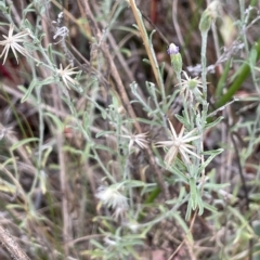 Vittadinia gracilis at Lake George, NSW - 1 Mar 2023 09:51 AM