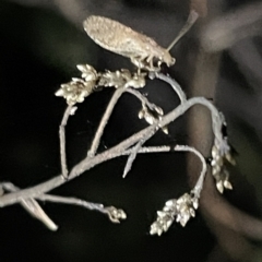 Hemerobiidae sp. (family) (Unidentified brown lacewing) at Mount Ainslie - 2 Mar 2023 by Hejor1