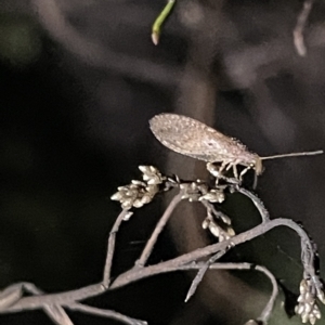 Hemerobiidae sp. (family) at Campbell, ACT - 2 Mar 2023