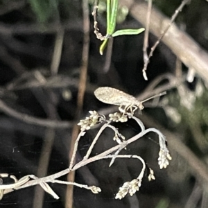 Hemerobiidae sp. (family) at Campbell, ACT - 2 Mar 2023