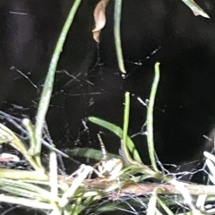 Theridion pyramidale at Campbell, ACT - 2 Mar 2023 08:38 PM