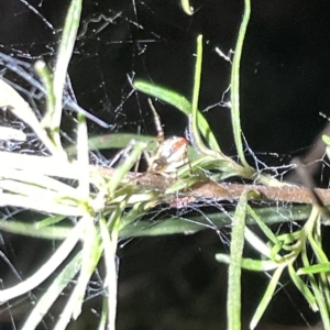 Theridion pyramidale at Campbell, ACT - 2 Mar 2023