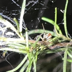 Theridion pyramidale at Campbell, ACT - 2 Mar 2023 08:38 PM