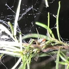 Theridion pyramidale at Campbell, ACT - 2 Mar 2023 08:38 PM