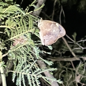 Heteronympha merope at Campbell, ACT - 2 Mar 2023 08:35 PM