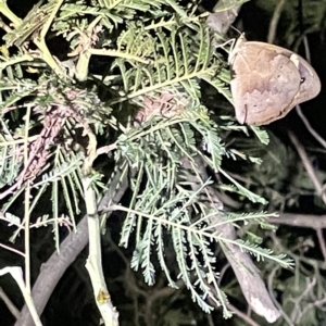 Heteronympha merope at Campbell, ACT - 2 Mar 2023 08:35 PM