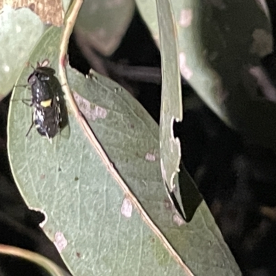 Odontomyia hunteri (Soldier fly) at Mount Ainslie - 2 Mar 2023 by Hejor1