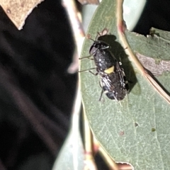 Odontomyia hunteri at Campbell, ACT - 2 Mar 2023