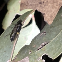 Odontomyia hunteri at Campbell, ACT - 2 Mar 2023