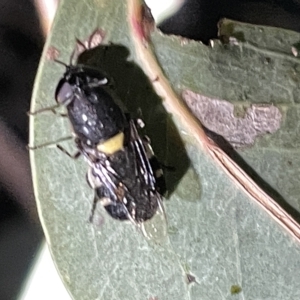 Odontomyia hunteri at Campbell, ACT - 2 Mar 2023