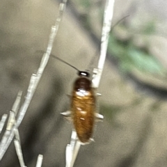 Blattidae sp. (family) at Campbell, ACT - 2 Mar 2023 08:14 PM