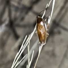 Blattidae sp. (family) at Campbell, ACT - 2 Mar 2023 08:14 PM