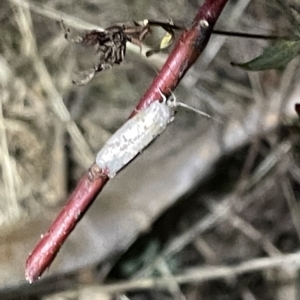 Gelechioidea (superfamily) at Campbell, ACT - 2 Mar 2023