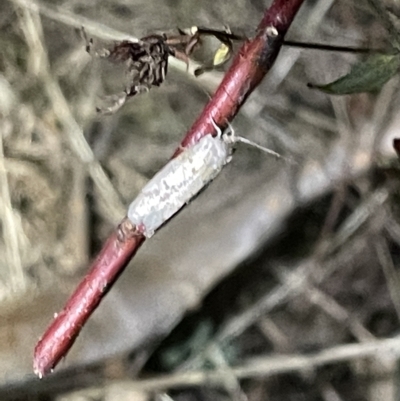 Gelechioidea (superfamily) (Unidentified Gelechioid moth) at Mount Ainslie - 2 Mar 2023 by Hejor1