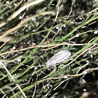 Naupactus leucoloma (White-fringed weevil) at Mount Ainslie - 2 Mar 2023 by Hejor1