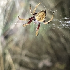 Hortophora sp. (genus) at Campbell, ACT - 2 Mar 2023