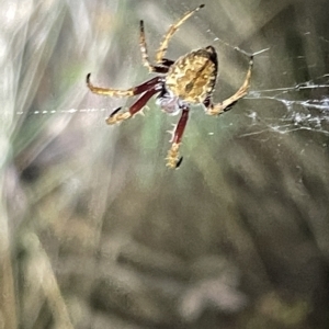 Hortophora sp. (genus) at Campbell, ACT - 2 Mar 2023 08:04 PM