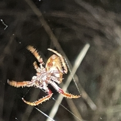 Hortophora sp. (genus) at Campbell, ACT - 2 Mar 2023