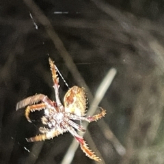 Hortophora sp. (genus) at Campbell, ACT - 2 Mar 2023 08:04 PM