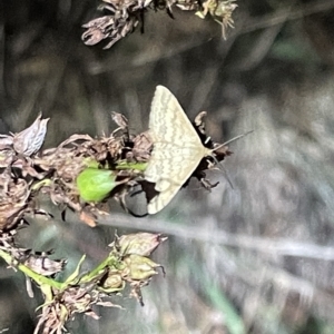 Scopula rubraria at Campbell, ACT - 2 Mar 2023