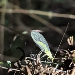 Chrysopidae (family) (Unidentified Green lacewing) at Mount Ainslie - 2 Mar 2023 by Hejor1