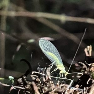 Chrysopidae (family) at Campbell, ACT - 2 Mar 2023 08:00 PM