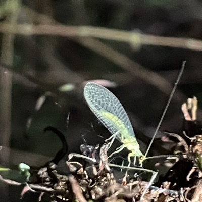 Chrysopidae (family) (Unidentified Green lacewing) at Campbell, ACT - 2 Mar 2023 by Hejor1