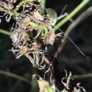 Chrysopidae (family) at Campbell, ACT - 2 Mar 2023