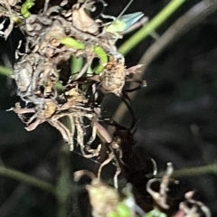 Chrysopidae (family) at Campbell, ACT - 2 Mar 2023 08:00 PM