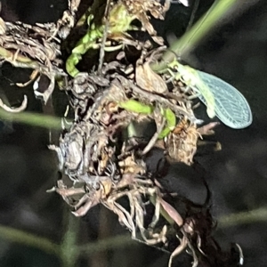 Chrysopidae (family) at Campbell, ACT - 2 Mar 2023