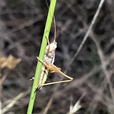 Conocephalus semivittatus (Meadow katydid) at Campbell, ACT - 2 Mar 2023 by Hejor1