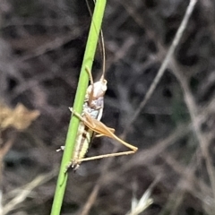 Conocephalus semivittatus (TBC) at Campbell, ACT - 2 Mar 2023 by Hejor1