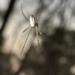 Leucauge sp. (genus) (Silver Orb-weaver) at Mount Ainslie - 2 Mar 2023 by Hejor1