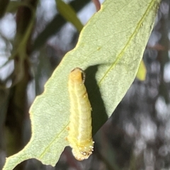 Lophyrotoma sp. (genus) at Campbell, ACT - 2 Mar 2023 07:39 PM