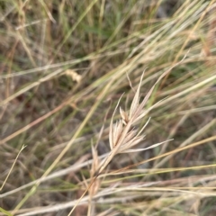 Themeda triandra (Kangaroo Grass) at Lake George, NSW - 1 Mar 2023 by JaneR