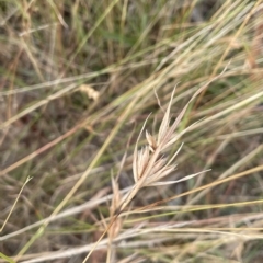 Themeda triandra (Kangaroo Grass) at Sweeney's Travelling Stock Reserve - 28 Feb 2023 by JaneR